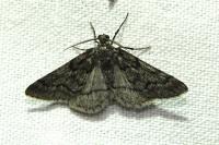 Tephronia sepiaria