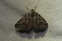 Eumannia oranaria