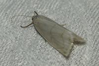 Calamotropha aureliella
