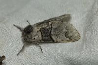 Furcula bifida