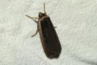 Ochropleura leucogaster