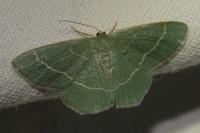Chlorissa cloraria