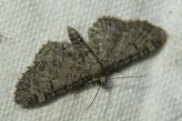 Eupithecia ultimaria