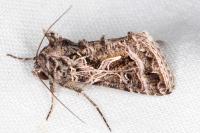 Thysanoplusia daubei