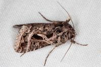 Thysanoplusia daubei