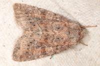 Parastichtis suspecta