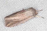 Mythimna riparia