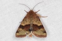 Heliothis viriplaca