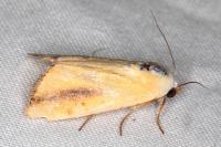 Pardoxia graellsii