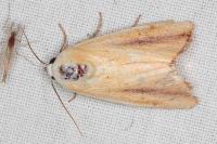 Pardoxia graellsii