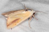 Pardoxia graellsii