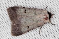 Lygephila craccae