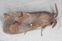 Dendrolimus pini pini