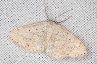 Scopula marginepunctata