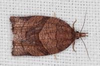 Pandemis dumetana