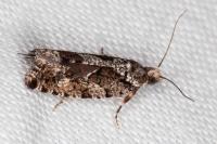 Zeiraphera isertana