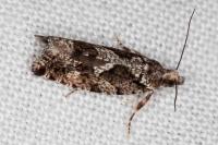 Zeiraphera isertana