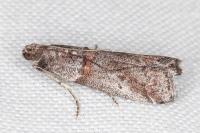 Acrobasis obliqua