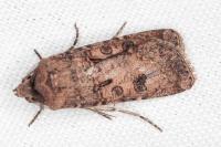 Agrotis segetum