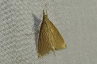 Sclerocona acutella