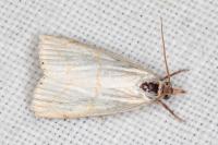 Calamotropha aureliella