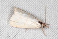 Calamotropha aureliella