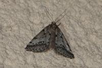 Eumannia oranaria