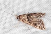 Cataclysta lemnata