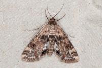Cataclysta lemnata