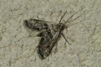Cataclysta lemnata