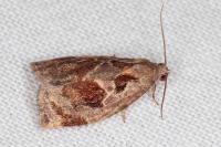 Archips crataegana