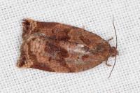 Archips crataegana