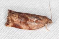 Archips crataegana