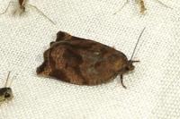 Archips crataegana
