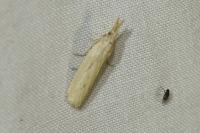 Ematheudes punctella