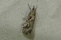 Euchromius cambridgei