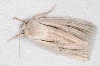 Acronicta albovenosa