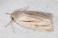 Acronicta albovenosa