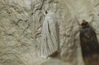 Acronicta albovenosa
