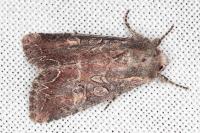 Lacanobia suasa