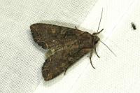 Lacanobia suasa