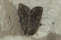Lacanobia suasa
