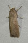 Mythimna unipuncta