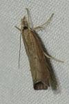 Pediasia contaminella