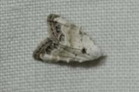 Nola infantula