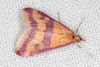Pyrausta sanguinalis