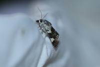 Acontia lucida