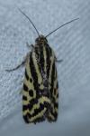 Emmelia trabealis