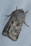 Agrotis