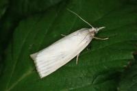 Calamotropha aureliella